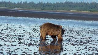 Silver Salmon Creek Lodge Bear Viewing Trip in Alaska USA [upl. by Konstantine594]