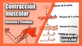 Contracción muscular  Anatomía y Fisiología  Fisiología de Gyton amp Hall  Musculo Esquelético [upl. by Araminta637]