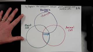 VENN DIAGRAM Plant Animal amp Bacteria Cells [upl. by Attehcram]