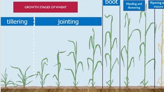 Growth stages of wheat crop different stages are covered in detail in wheat [upl. by Eilloh]