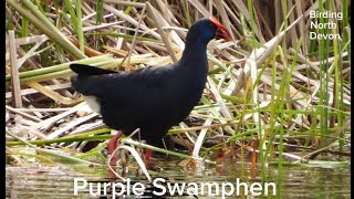 Purple Swamphen  Vila Real de Santo Antonio Portugal birdingnorthdevon [upl. by Leod362]