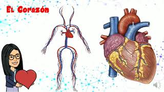 El sistema Circulatorio para niños [upl. by Chaves]