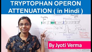 Tryptophan Operon Attenuation in Hindi  trp operon attenuation [upl. by Eilrahs]