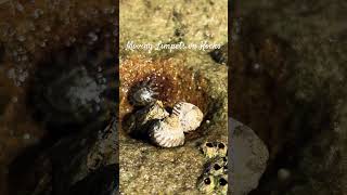 Limpets on Rocks [upl. by Sutherlan170]