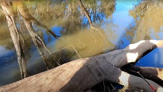 Bait fishing for Murray cod and yellowbelly Golden perch Callop with cheese and worms [upl. by Sundstrom121]