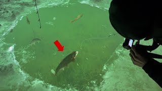 EPIC SightFishing GIANT Trout on SUPER THIN ICE Trout Opener 2024 [upl. by Ramona348]