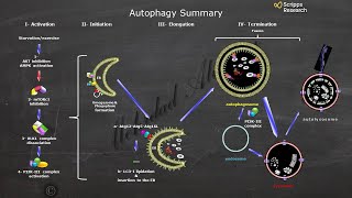 Molecular Mechanisms Underlying the Autophagy Processing in Cell [upl. by Eidna554]