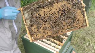 New UK Beekeeper Blog 4  1st Full Inspection Hive 1 [upl. by Anivahs]