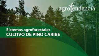 Sistemas agroforestales  Cultivo de PINO CARIBE [upl. by Alurd]