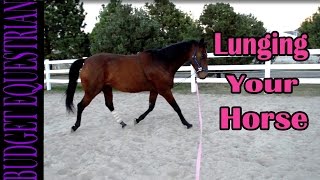 Lunging My Horses [upl. by Hamilton]