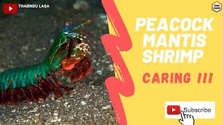 Peacock Mantis Shrimp Caring in SINHALA [upl. by Adiam780]