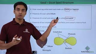 Class 11th – Seed – Dicot Seed Structure  Morphology of Flowering Plants  Tutorials Point [upl. by Ennirac]