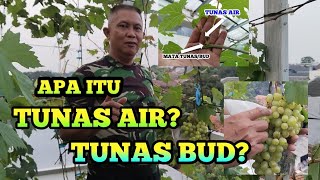 KUPAS TUNTAS APA ITU TUNAS BUDTUNAS AIR   KITA TUNTASKAN DISINI [upl. by Nnylannej]