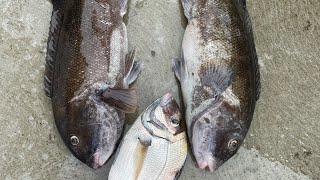 Fishing upper Narragansett bay [upl. by Coad674]