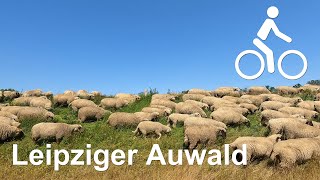 Radtour durch den Leipziger Auwald und SaaleLeipzigKanal  4K [upl. by Cailly]