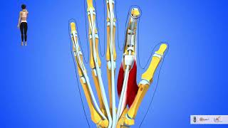 La flexion des doigts de la main rôles des fléchisseurs longs des interosseux et des lombricaux [upl. by Marigolda]