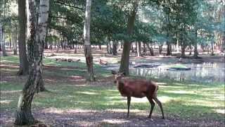 quotRotwild im Spandauer ForstBerlinquot Ein Video von Wolfgang Schmökel [upl. by Amandy]