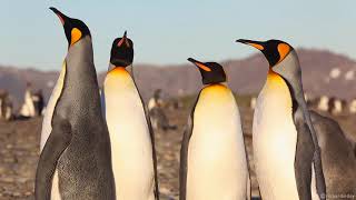 King Penguins [upl. by Nettie]