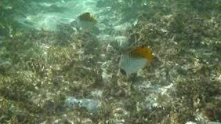 Butterfly Fish in Guam [upl. by Dianne195]