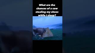 What are the chances of a cow stealing my shoes while I sleep cow cows cowlife onlycows short [upl. by Airtened]