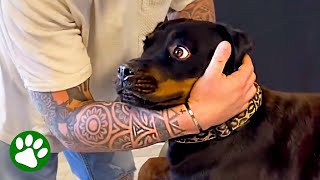 Dogs priceless reactions at the chiropractor [upl. by Charil314]