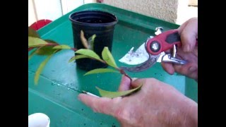 How to grow🌳Photinia from cuttings and other bushes DIY [upl. by Wolfe763]