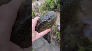 Handcatching a Pterygoplichthys sailfin catfish with no tail [upl. by Paine142]