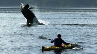 Amazing Orca Dolphins Leap from the Water  Deadly 60  BBC Earth [upl. by Aneelad]