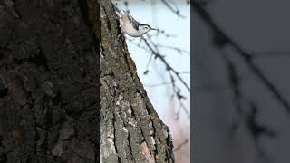 Nuthatch bird moves seed [upl. by Areit370]