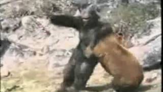 Bear vs Gorilla [upl. by Stilwell69]