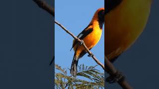 Canto de Pássaros  JOÃO PINTO  Orangebacked Troupial birds cantodepassaros [upl. by Togram]