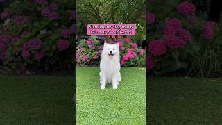 My Samoyed is weird 🤣 samoyed dog funny [upl. by Ardnusal]