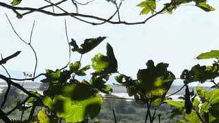 Peaceful Walk Along Laugharne Coastal Path sea woodland peaceful wales relaxing video [upl. by Havard781]