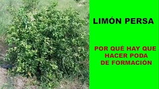 Cómo se hace la poda de formación en limón persa DiscoveryMundo limon limón citricos [upl. by Holna898]