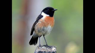 Stonechat call [upl. by Rutherford]