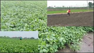 सोयाबीन फसल की संपूर्ण जानकारी agriculture farming हरियाणा देसी vlog 2024 kheti kisani soybean ki [upl. by Yauq]