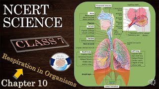 NCERT CLASS 7 SCIENCE CHAPTER 10 RESPIRATION IN ORGANISMS [upl. by Bodwell]