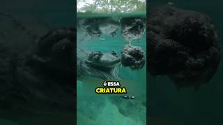 Está Criatura é muito ASSUST4DORA animals curiosidades viralvideo shorts crocodile meme [upl. by Ferd]