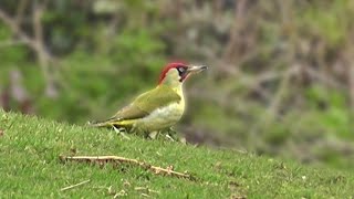 Green Woodpecker Foraging in The Grass [upl. by Reteid]