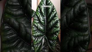 Алоказия синуата  Alocasia sinuata  FlowersLand [upl. by Acsisnarf504]