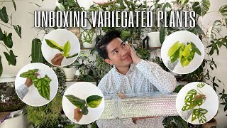 🪴 UNBOXING PLANTS FROM ROOTGREENHAUS  Variegated Wishlist Plants  📦 [upl. by Llertrac818]