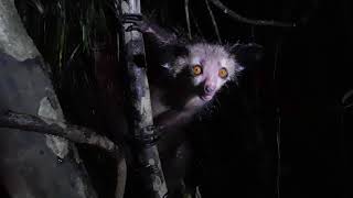 An encounter with an Aye Aye Daubentonia madagascariensis [upl. by Hubbard]