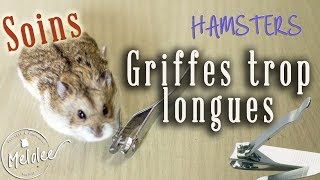 Couper les GRIFFES du hamster [upl. by Lapham]