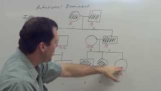 Autosomal Dominant Pedigree [upl. by Akciret88]