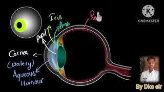 Structure of human eyehindihuma eye and the colourful world ।physics anatomy anatomy by Dks sir [upl. by Oleic]