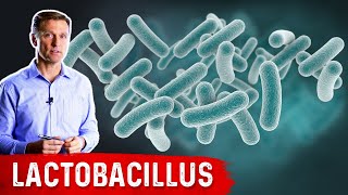 The Benefits of Lactobacillus a Friendly Microbe [upl. by Eilloh]