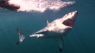 Mad or Brave Swimming with Great White Sharks  Deadly 60  South Africa  Series 3  BBC Earth [upl. by Notak]