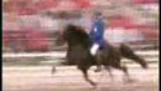 Fast speed racking horse [upl. by Roseanna349]