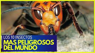 🦟 Los 10 Insectos más Peligrosos del Mundo [upl. by Duntson]