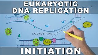 DNA Methylation and Cancer [upl. by Aniara]